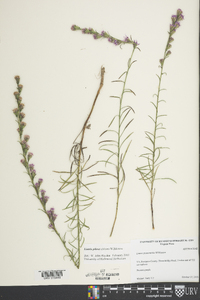 Liatris pilosa image