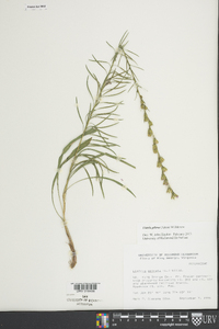 Liatris pilosa image