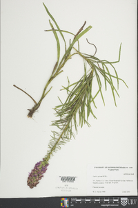 Liatris spicata image