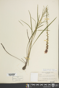 Liatris spicata image