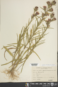 Liatris squarrosa image