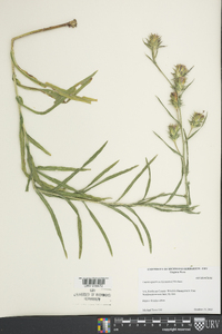 Liatris squarrosa image