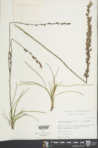 Liatris tenuifolia image