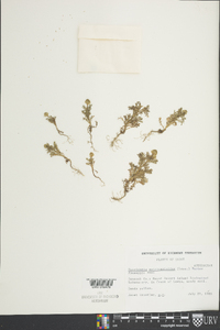 Matricaria discoidea image