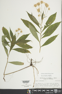 Oclemena acuminata image