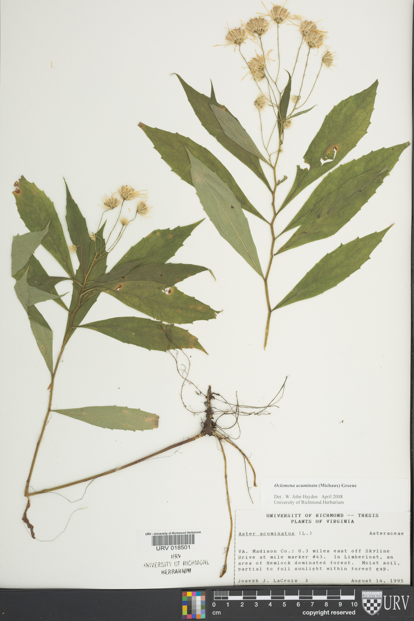 Oclemena acuminata image