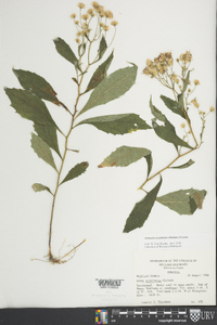 Oclemena acuminata image