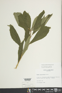 Oclemena acuminata image