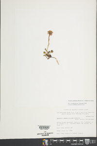 Packera cymbalaria image