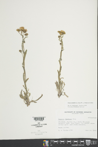 Packera cymbalaria image