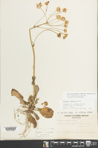 Packera obovata image