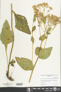 Parthenium integrifolium image