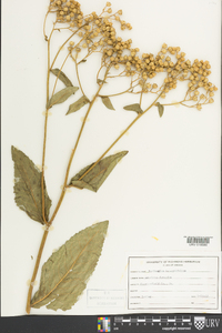 Parthenium integrifolium image