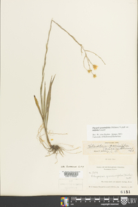 Pityopsis graminifolia image