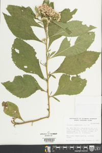 Pluchea camphorata image