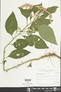 Pluchea camphorata image