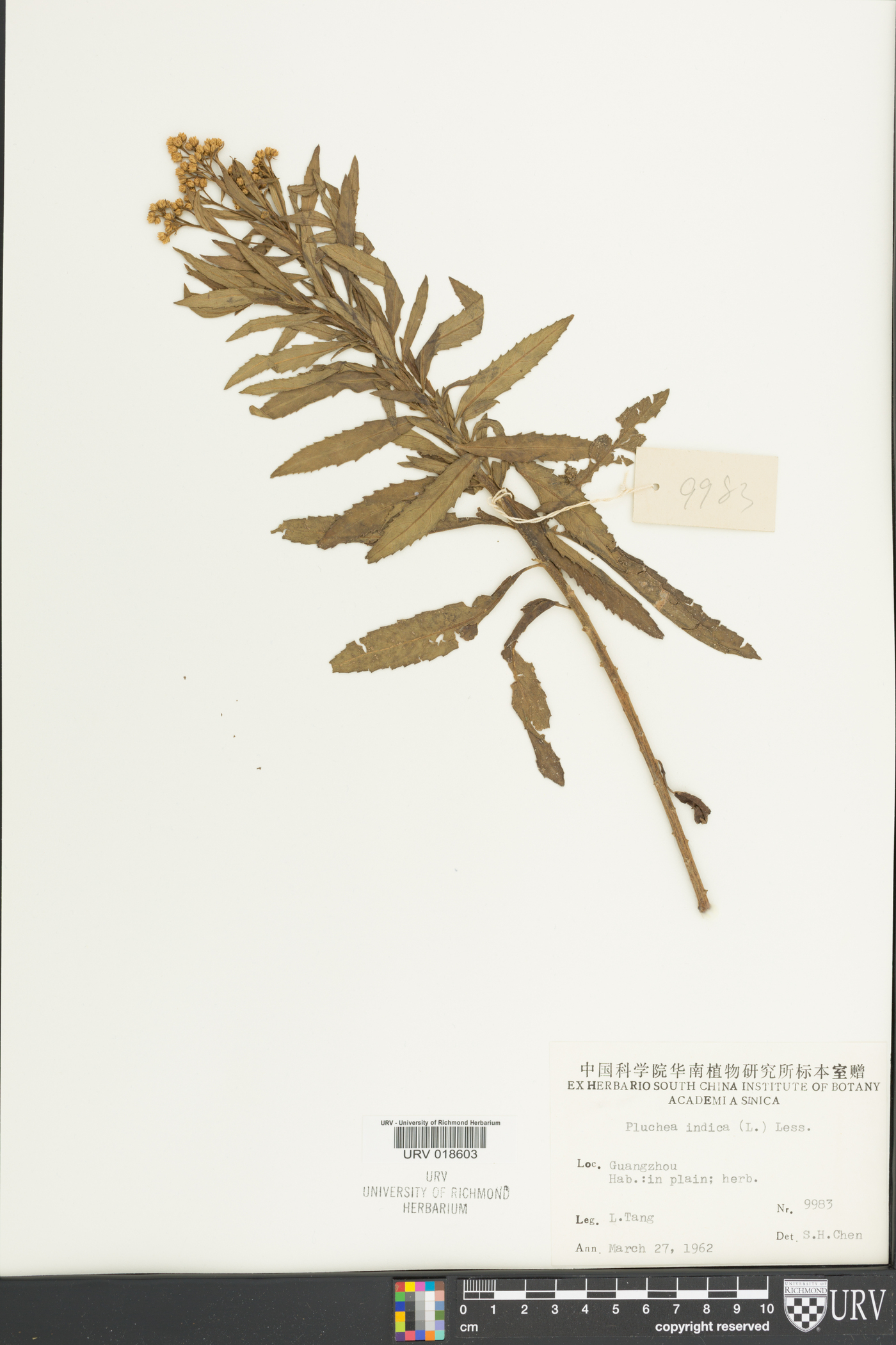 Pluchea indica image