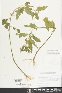 Pluchea odorata image