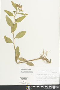 Pluchea odorata image