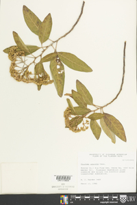 Pluchea odorata image