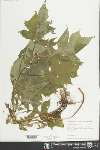 Polymnia canadensis image