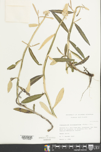 Pterocaulon pycnostachyum image