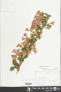 Weigela japonica image