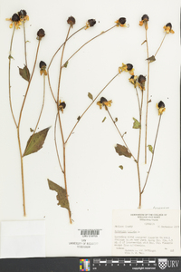 Rudbeckia triloba image