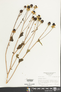Rudbeckia triloba image