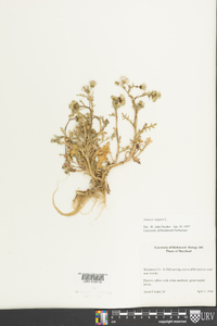 Senecio vulgaris image