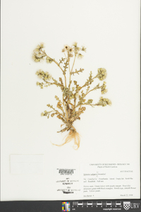 Senecio vulgaris image