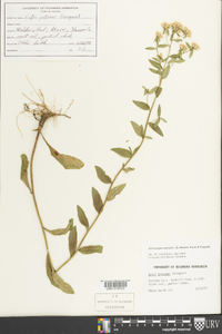 Sericocarpus asteroides image