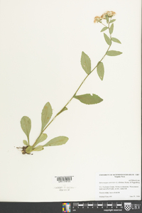 Sericocarpus asteroides image