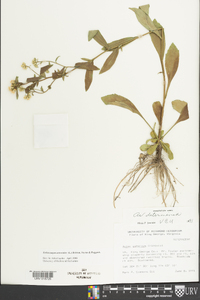 Sericocarpus asteroides image