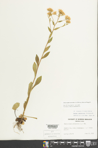 Sericocarpus asteroides image