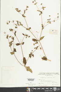 Sigesbeckia orientalis image