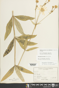 Silphium asteriscus image