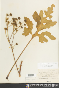 Silphium compositum image