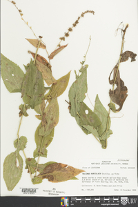 Solidago auriculata image