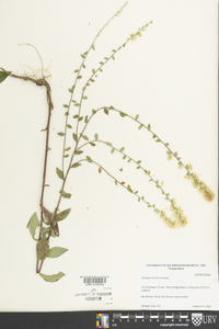 Solidago bicolor image