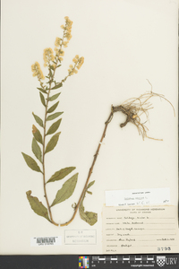 Solidago bicolor image