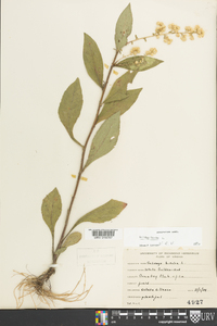 Solidago bicolor image