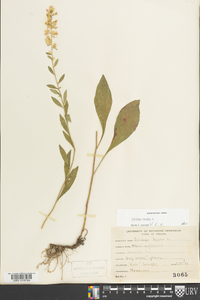Solidago bicolor image