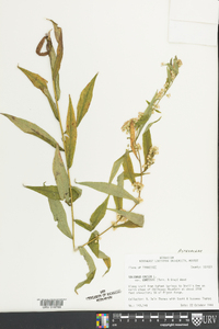 Solidago caesia var. curtisii image