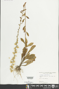 Solidago erecta image