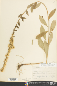 Solidago erecta image