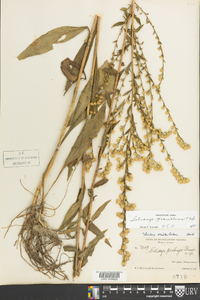 Solidago gracillima image