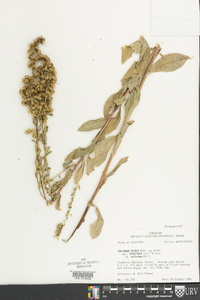 Solidago patula image