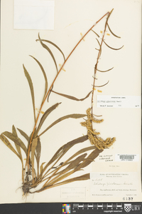 Solidago pinetorum image