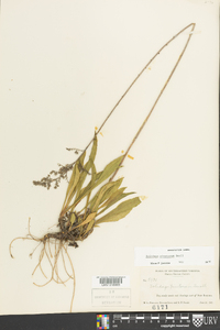 Solidago pinetorum image